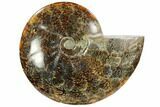 Polished, Agatized Ammonite (Cleoniceras) - Madagascar #102607-1